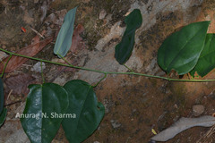 Erythropalum scandens